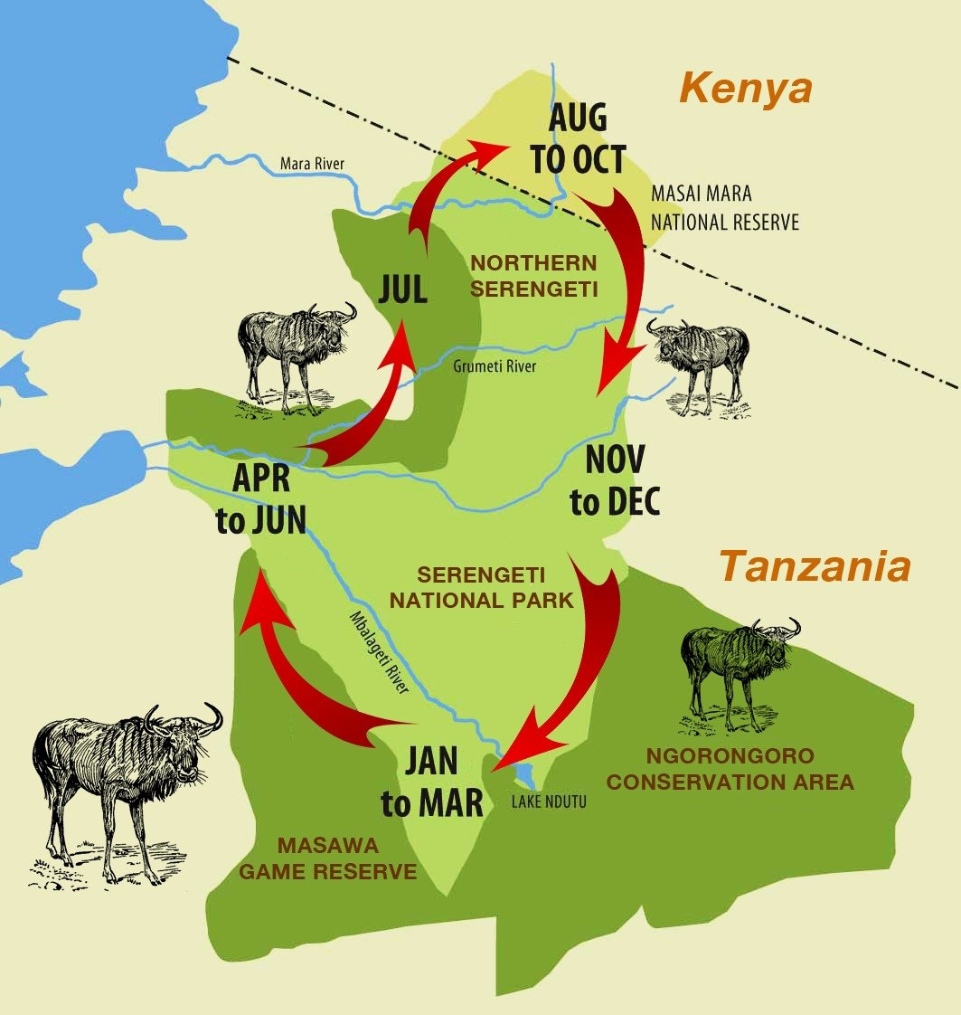 Map of the Serengeti showing the seasonal migration route of wildebeest through different regions and months of the year.