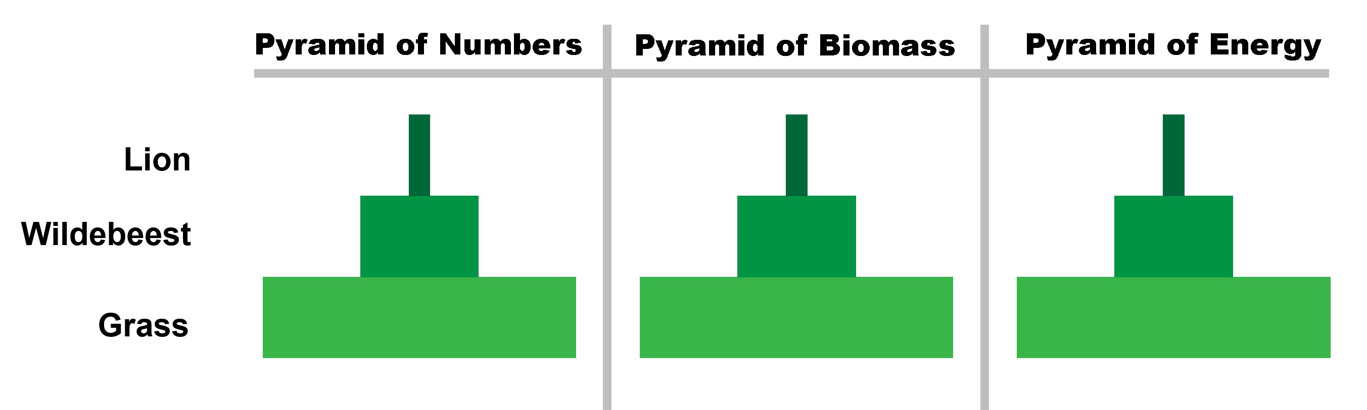 Pyramid of numbers, biomass and energy showing grass, wildebeest and lion trophic levels