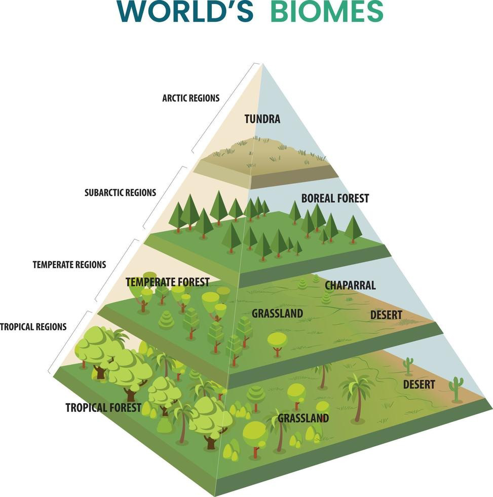 World's biomes pyramid showing arctic, subarctic, temperate and tropical regions with tundra, boreal forest, temperate forest, chaparral, grassland, desert and tropical forest