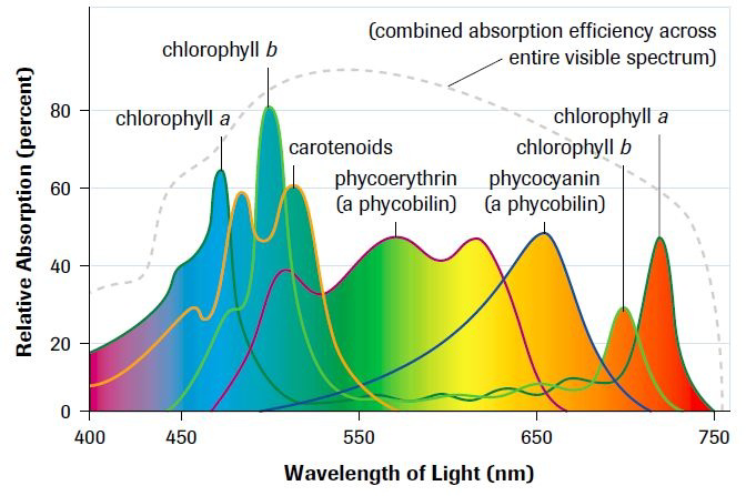 Graph showing relative absorption percentages of various pigments across wavelengths of light from 400 to 750 nm.