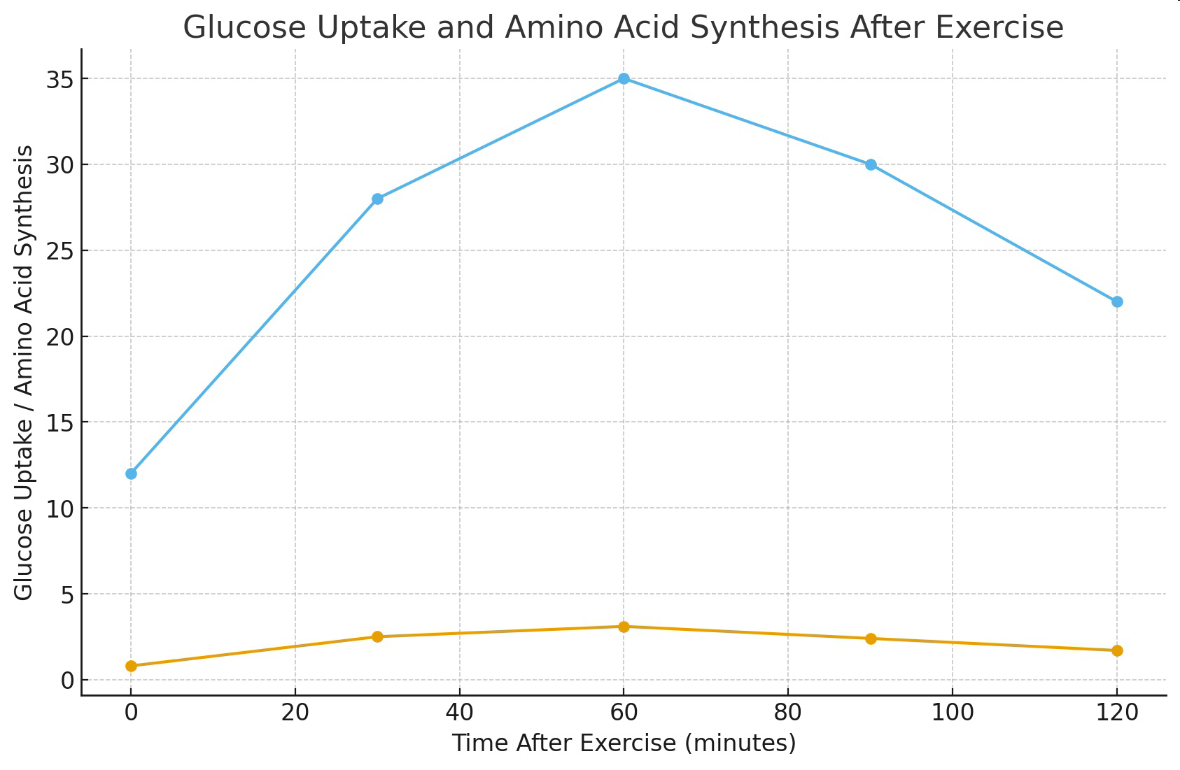 Graph titled 'Glucose Uptake and Amino Acid Synthesis After Exercise' showing changes over time after exercise.