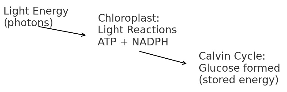 Flow diagram showing light energy photons driving chloroplast light reactions that produce ATP and NADPH, which then feed into the Calvin cycle where glucose is formed and stored as energy.