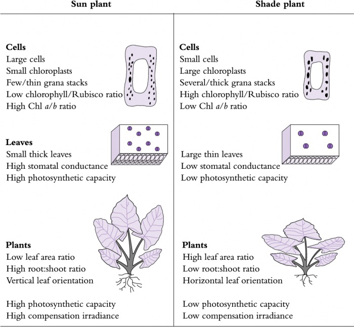 Comparison of sun plants and shade plants showing differences in cells, leaves, and whole plants including chloroplast size and number, grana stacks, chlorophyll to Rubisco ratio, leaf thickness, stomatal conductance, photosynthetic capacity, leaf area ratio, root to shoot ratio, leaf orientation, and compensation irradiance.