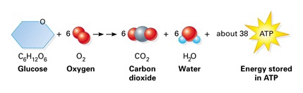 Diagram showing glucose and oxygen converted to carbon dioxide, water, and ATP energy.