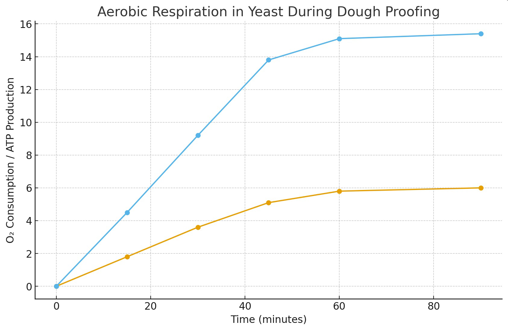 Graph titled 'Aerobic Respiration in Yeast During Dough Proofing' showing oxygen consumption and ATP production over time.