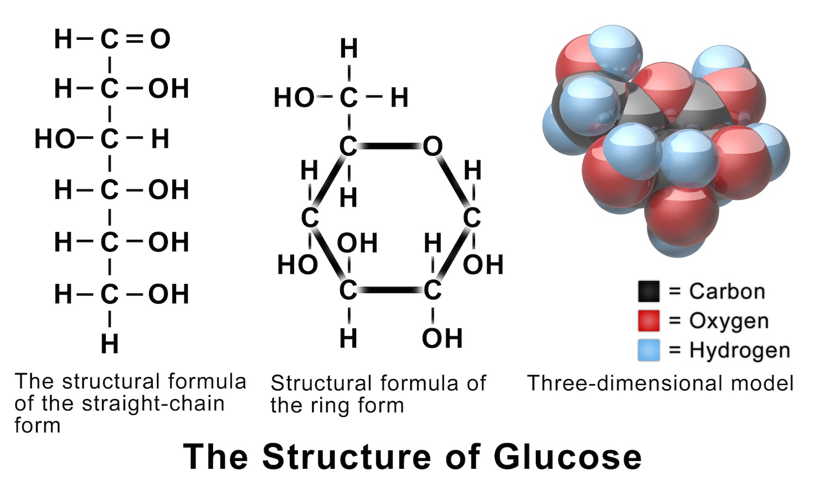 The structural and three-dimensional models of glucose