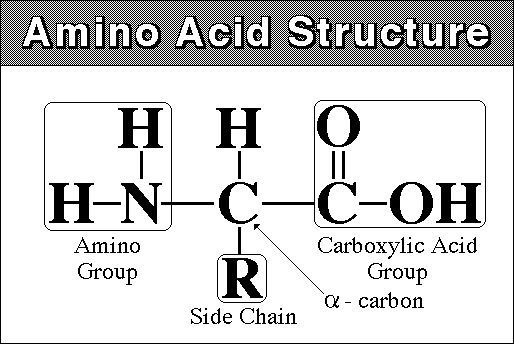 Diagram of amino acid structure showing amino group, side chain, and carboxylic acid group