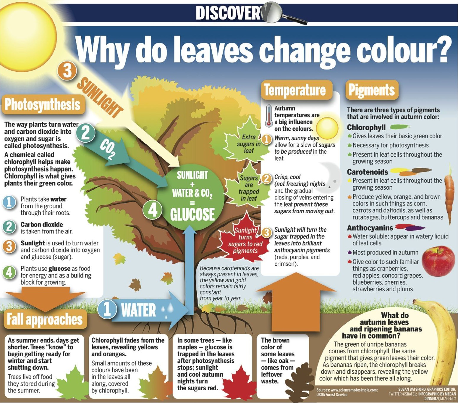Infographic explaining why leaves change colour, including sections on photosynthesis, temperature, pigments, fall approaches, and water.