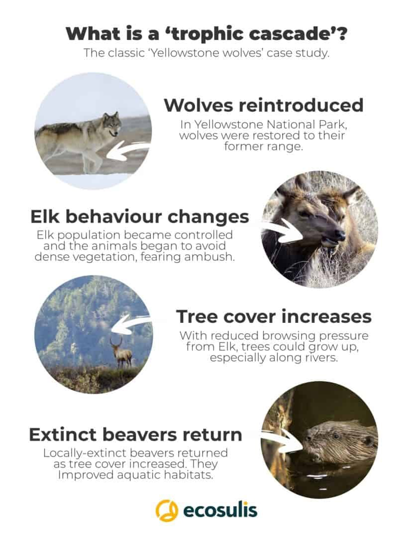 Diagram explaining trophic cascade after wolf reintroduction in Yellowstone