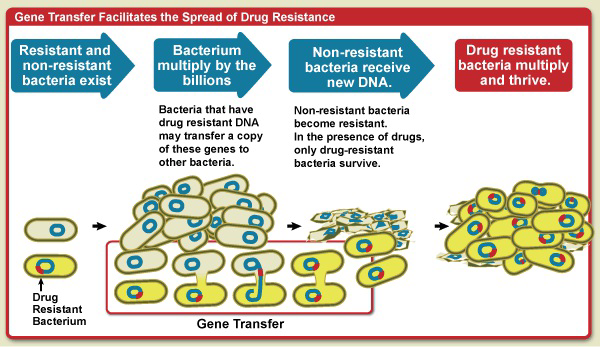Diagram showing how gene transfer facilitates the spread of drug resistance in bacteria.