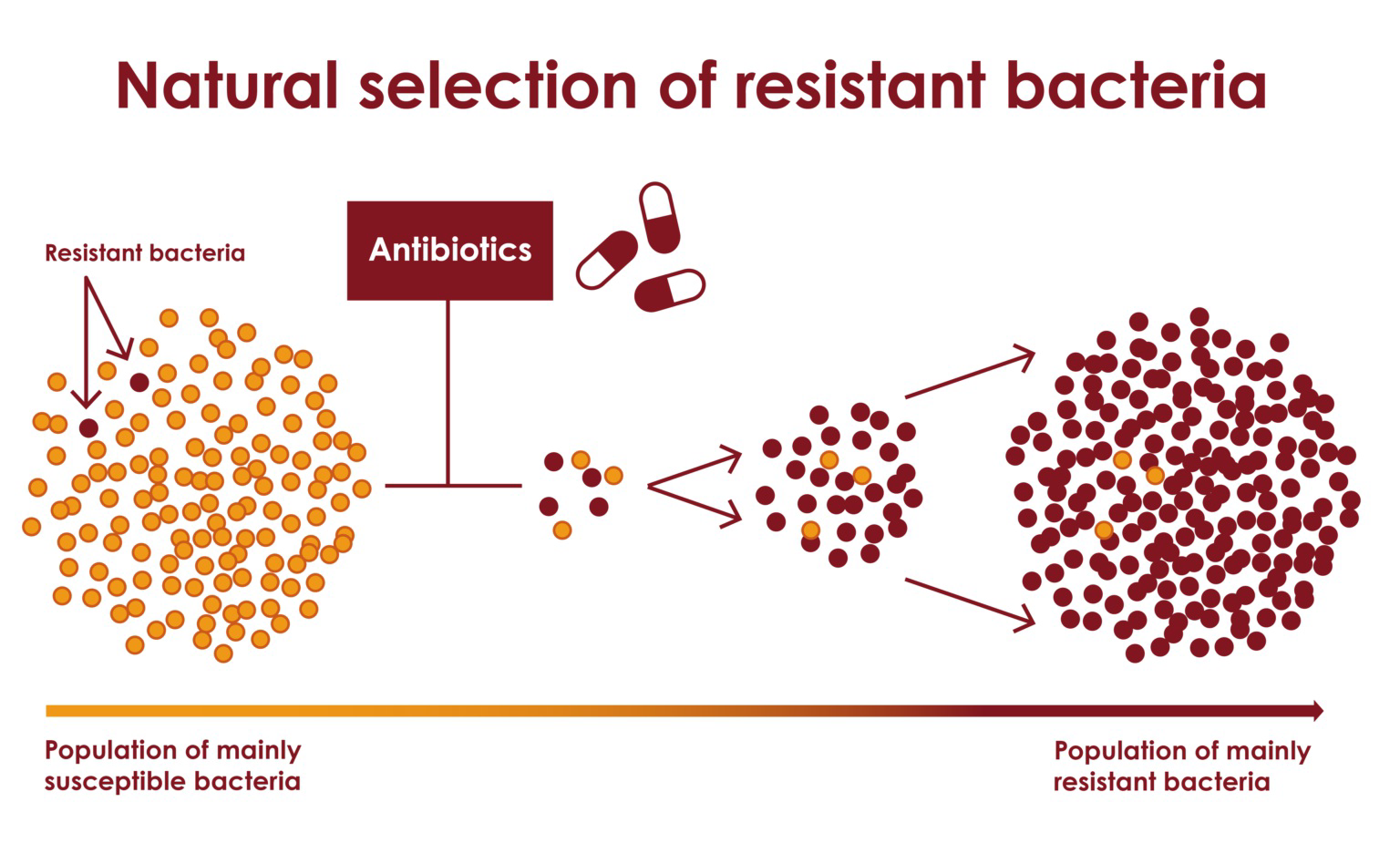 Diagram titled 'Natural selection of resistant bacteria' showing how a mainly susceptible bacterial population exposed to antibiotics becomes a mainly resistant bacterial population.