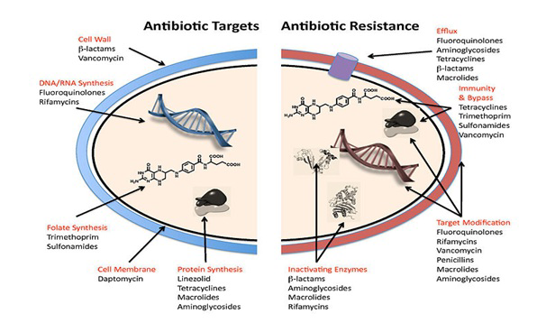 Diagram showing antibiotic targets and antibiotic resistance mechanisms in MRSA