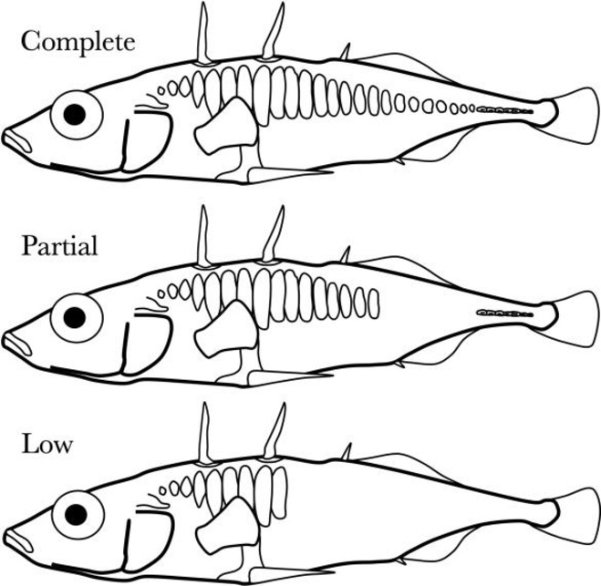 Diagram showing stickleback fish with complete, partial, and low armor plates