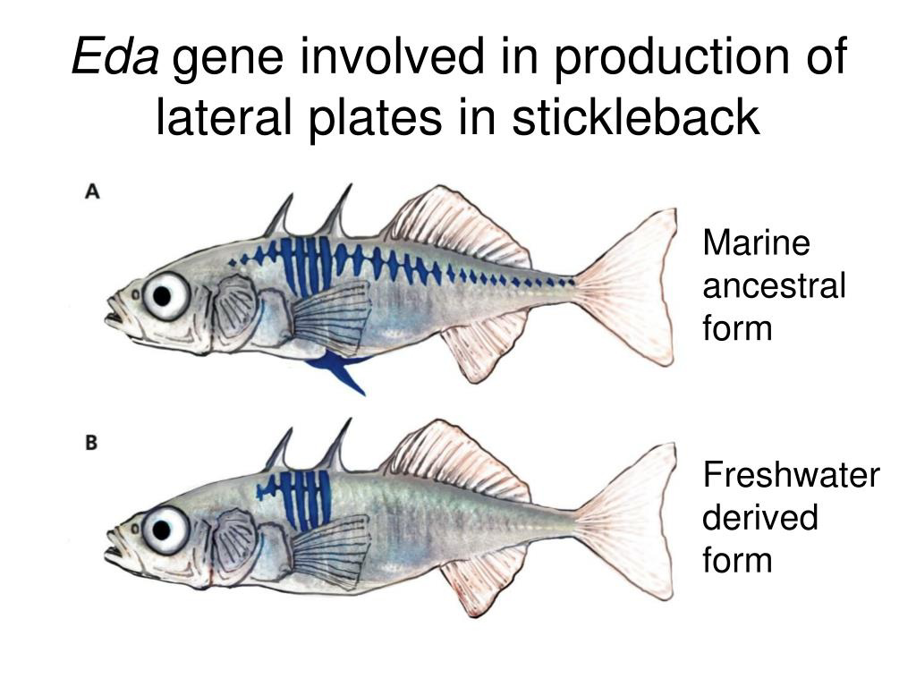 Eda gene involved in production of lateral plates in stickleback showing marine ancestral form and freshwater derived form