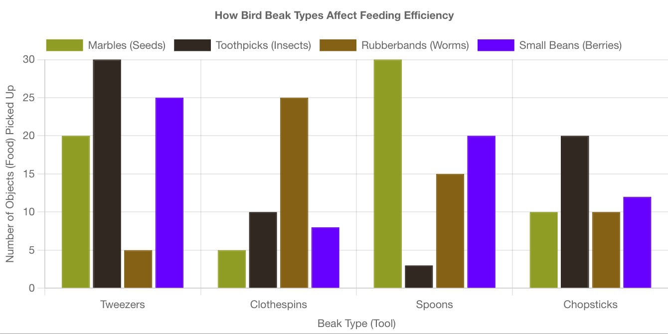 Bar graph titled 'How Bird Beak Types Affect Feeding Efficiency' showing the number of marbles, toothpicks, rubber bands, and small beans picked up using tweezers, clothespins, spoons, and chopsticks.