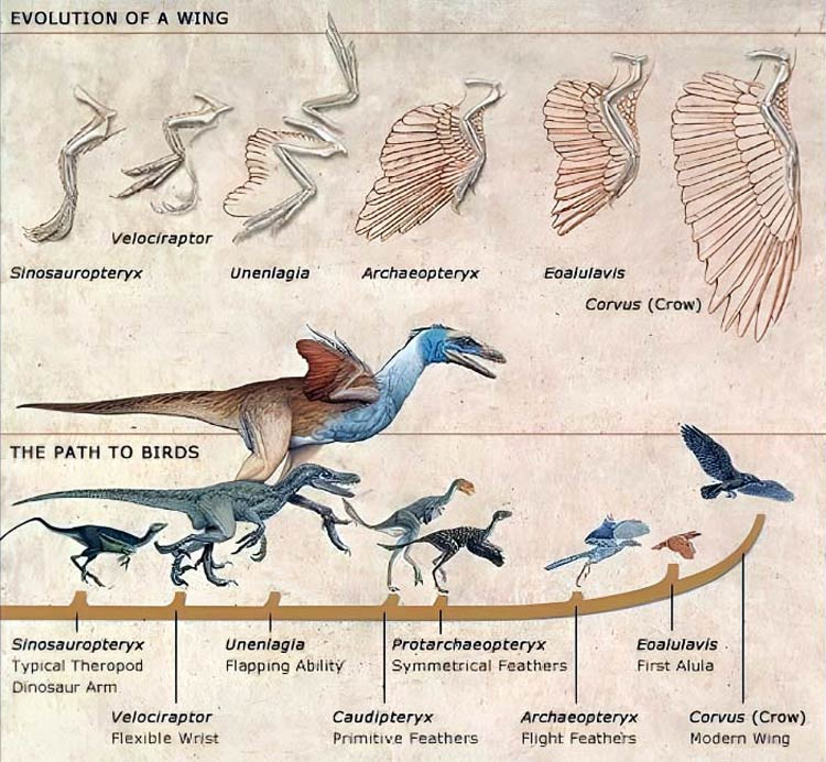 Diagram showing the evolution of a wing and the path to birds, with labeled dinosaurs and birds.