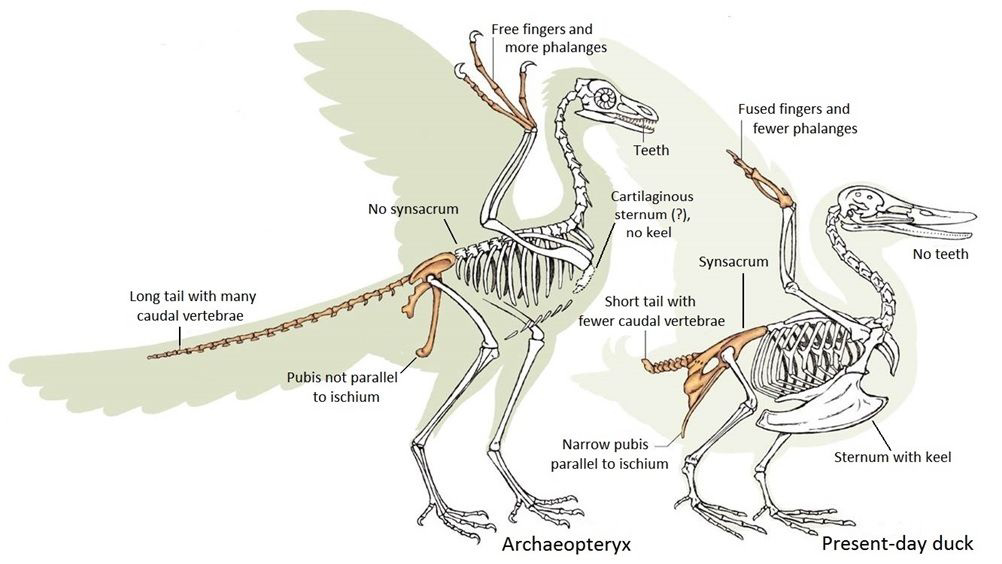 Diagram comparing the skeletons of Archaeopteryx and a present-day duck.