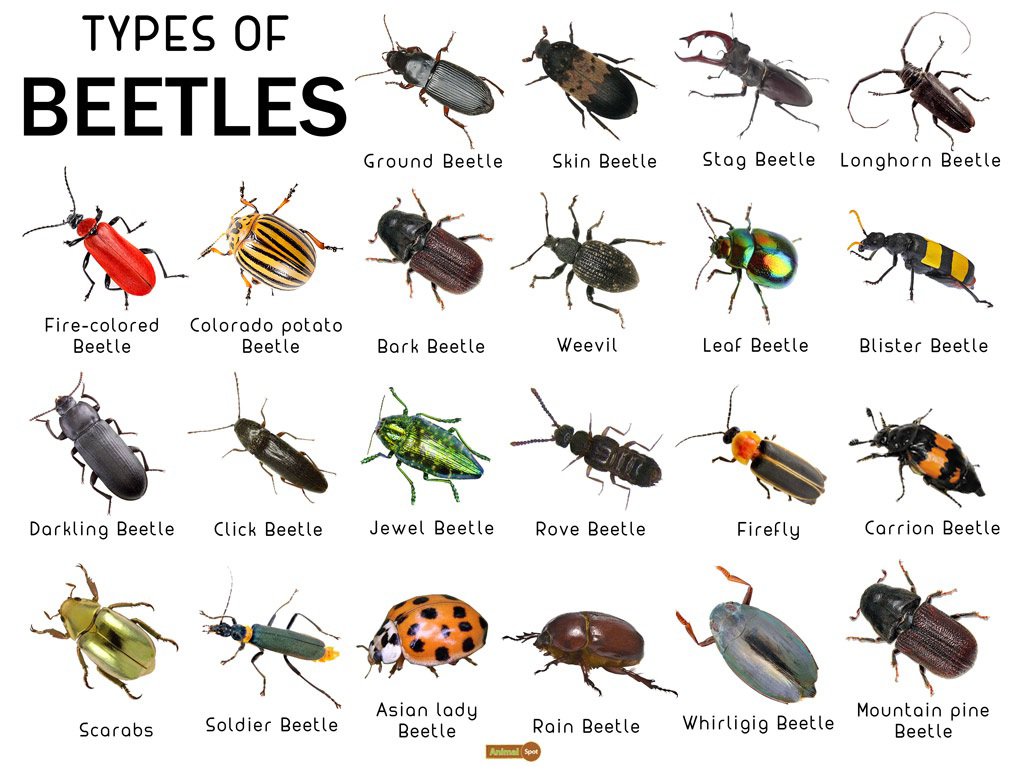 Types of beetles including bark beetles and mountain pine beetles