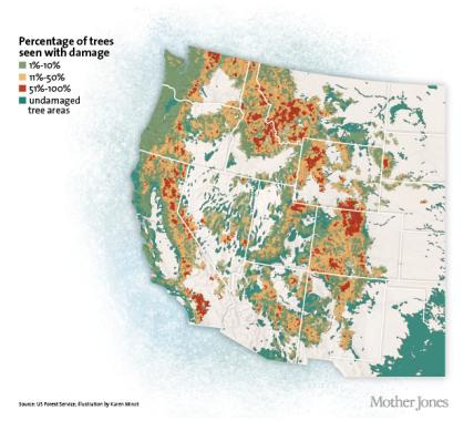 Map showing percentage of trees seen with bark beetle damage across the western United States.
