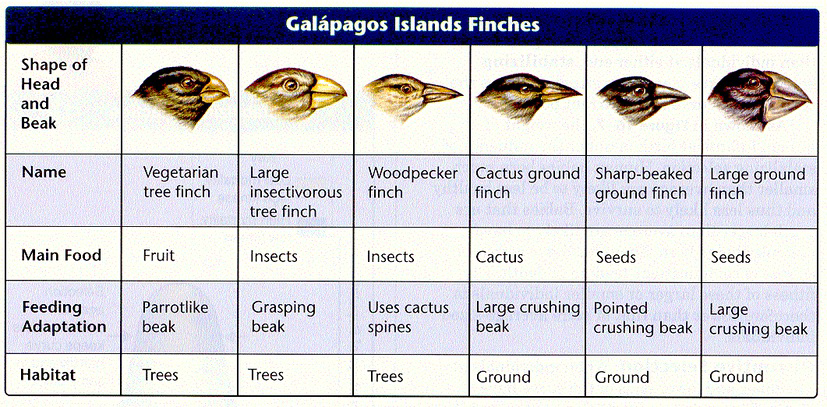 null Table titled Galápagos Islands Finches showing different finch species, their beak shapes, main food, feeding adaptations, and habitats.