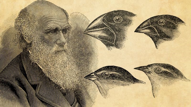 null Illustration of Charles Darwin and several finch heads showing different beak shapes.