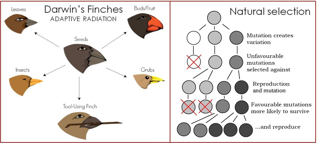 Diagram showing Darwin's finches adaptive radiation and a flowchart of natural selection.