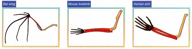 Bat wing, mouse forelimb, and human arm