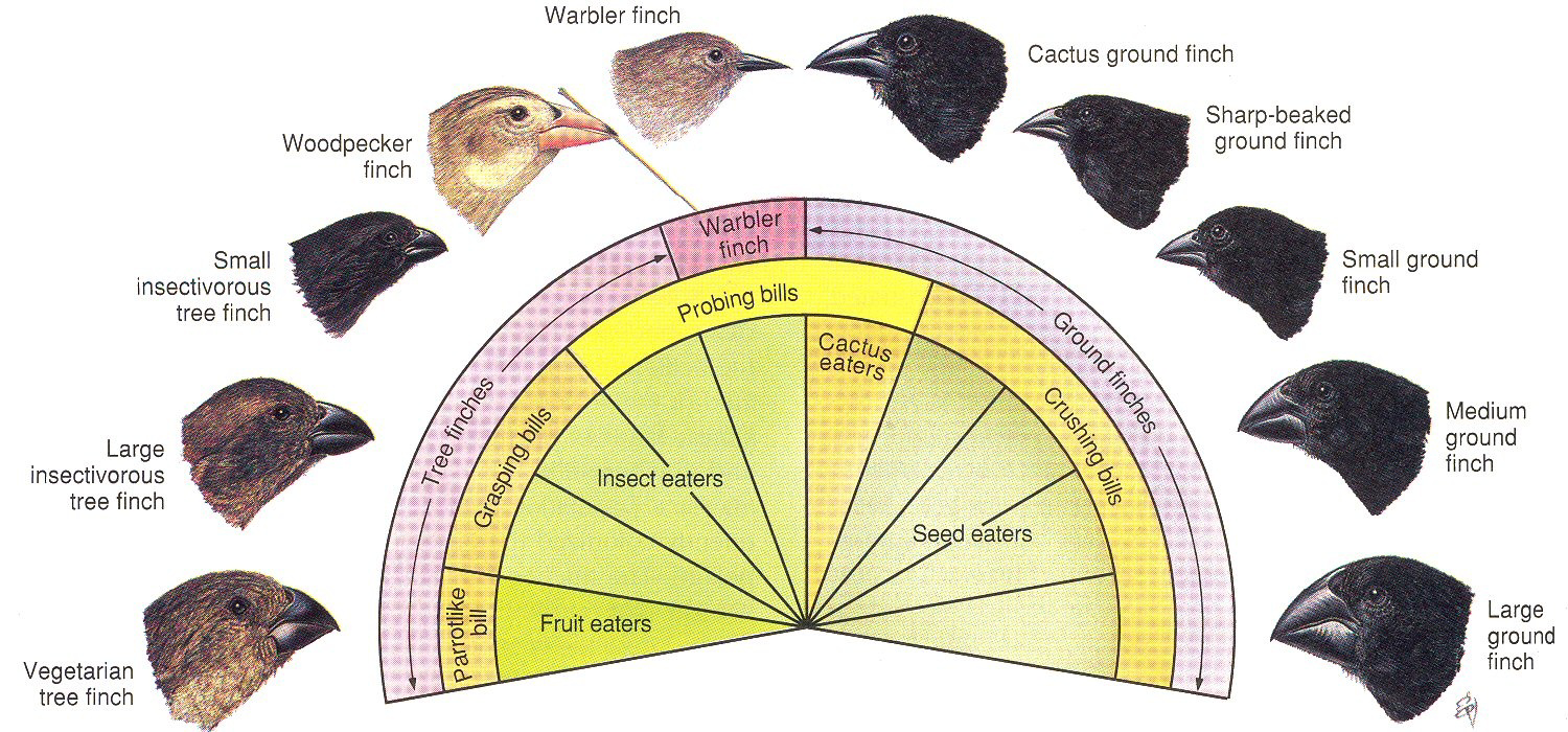 Diagram of Darwin's finches showing different beak types and feeding habits