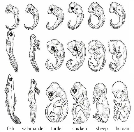 Embryo development comparison of fish, salamander, turtle, chicken, sheep, and human