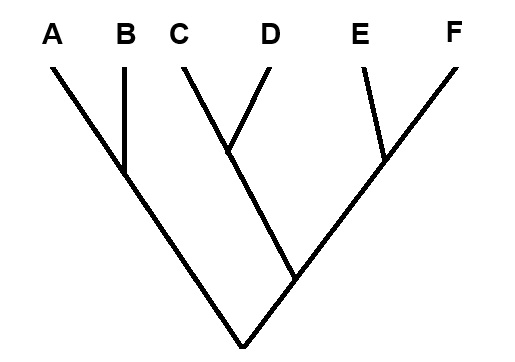 Phylogenetic tree labeled A through F
