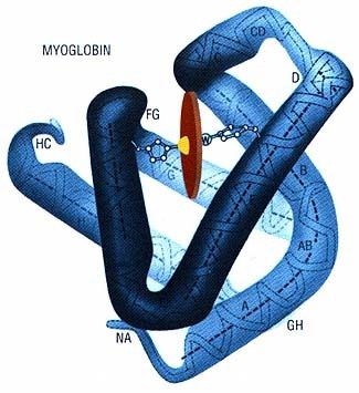 Structure of the myoglobin protein
