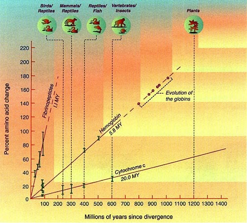 Graph titled Molecular Clocks showing percent amino acid change versus millions of years since divergence for various groups including birds/reptiles, mammals/reptiles, reptiles/fish, vertebrates/insects, and plants.
