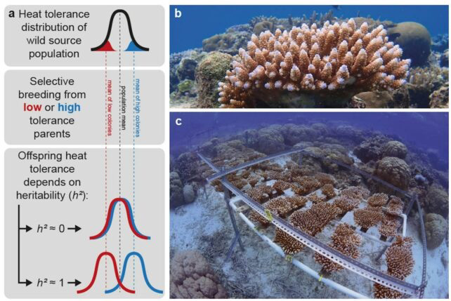 null Diagram showing heat tolerance distribution in corals and photos of coral reefs