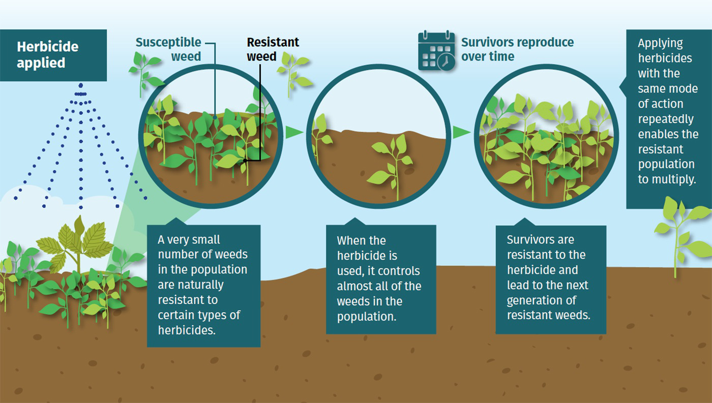 Diagram showing how herbicide application leads to survival and reproduction of resistant weeds over time.