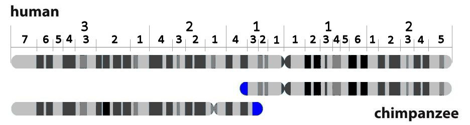 Diagram comparing banding patterns of human chromosome 2 to two chimpanzee chromosomes.