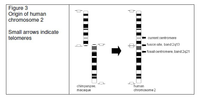 Figure 3: Origin of human chromosome 2, showing fusion of chimpanzee/macaque chromosomes and locations of telomeres, current centromere, fusion site, and fossil centromere.