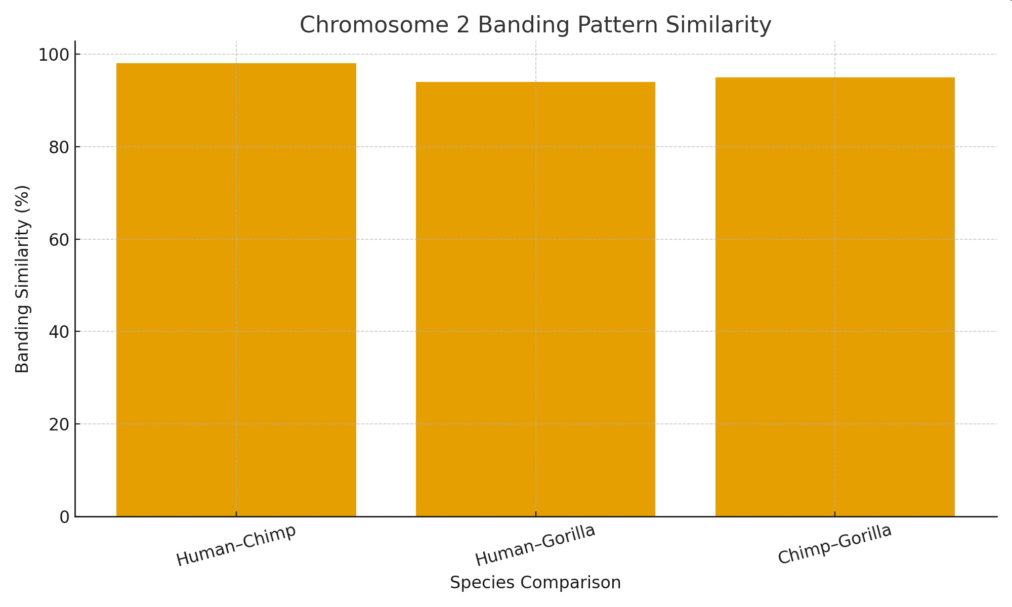 Chromosome 2 Banding Pattern Similarity bar graph comparing Human-Chimp, Human-Gorilla, and Chimp-Gorilla