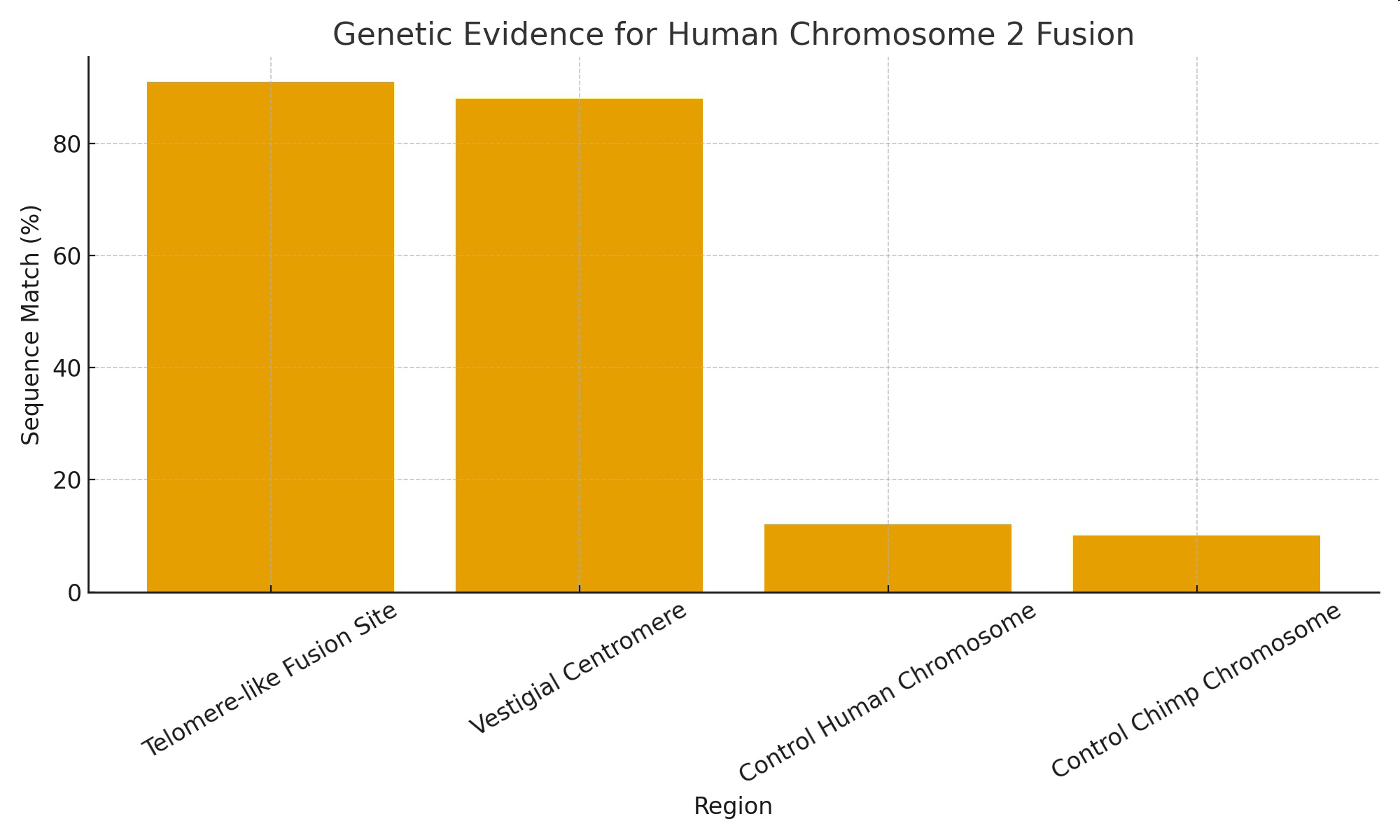 Genetic Evidence for Human Chromosome 2 Fusion bar graph showing sequence match percentages for four regions