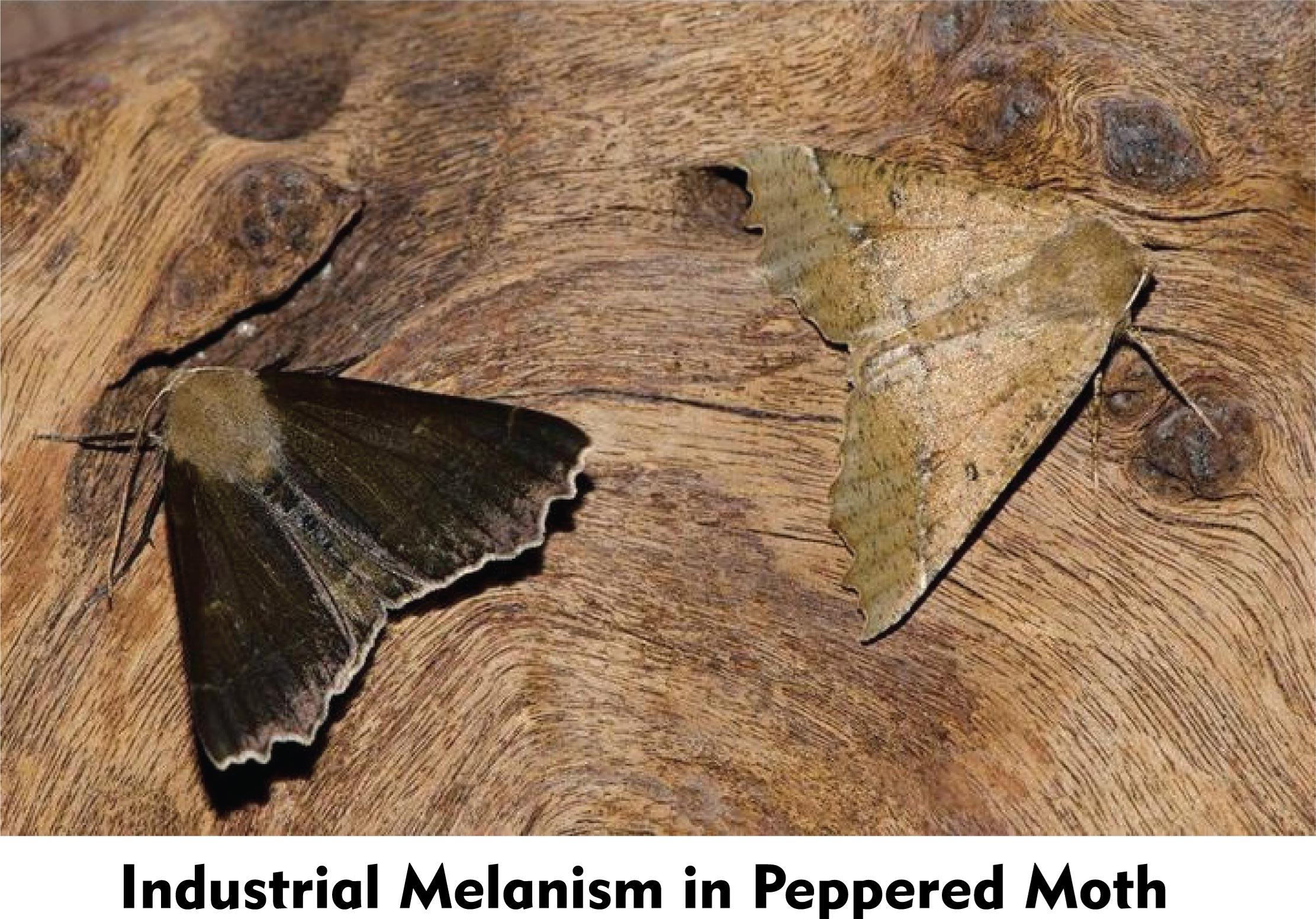 null Industrial melanism in peppered moth: dark and light moths on tree bark