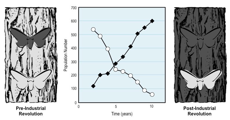 Diagram showing changes in peppered moth population numbers before and after the Industrial Revolution.