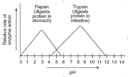 Graph showing relative rate of enzyme action of pepsin and trypsin at different pH values