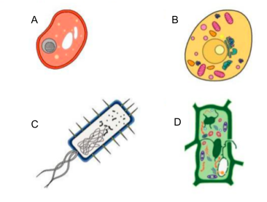 Four cell diagrams labeled A, B, C, and D.