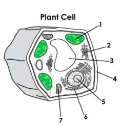 Labeled diagram of a plant cell with structures numbered 1 through 7
