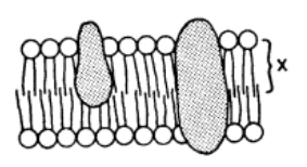 Diagram of a portion of the plasma membrane labeled X