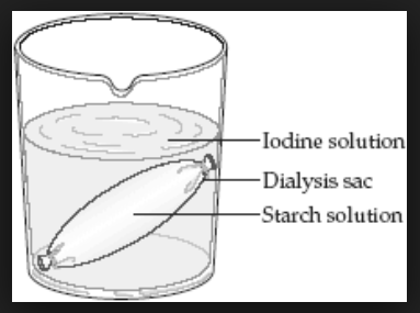 Beaker containing iodine solution with a dialysis sac filled with starch solution submerged inside.