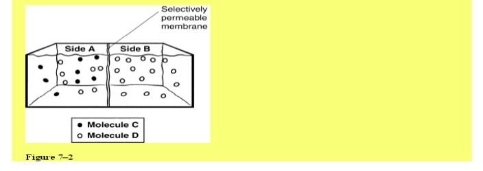 Diagram of a selectively permeable membrane with Side A and Side B containing molecules C and D.