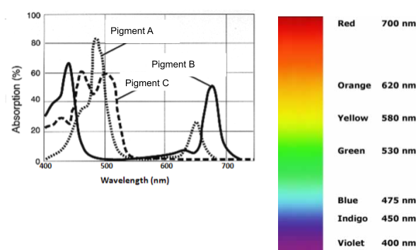 Graph showing absorption spectra for pigments A, B, and C across wavelengths compared with visible light colors.