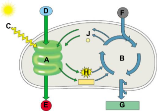 Diagram showing parts of photosynthesis labeled A through J