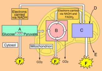 Diagram of cellular respiration pathway labeled A through F