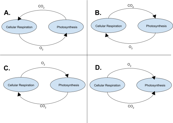 Diagrams labeled A, B, C, and D showing gas exchange between cellular respiration and photosynthesis.